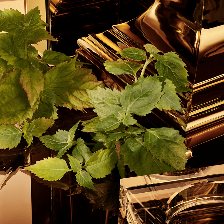 The One Pour Homme Eau De Parfum Intense Perfume para hombre