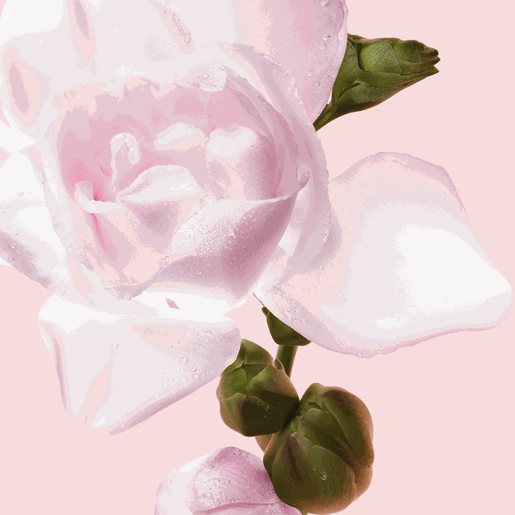 Flowerbomb - Eau de Parfum, un auténtico banquete para los sentidos 100 ml