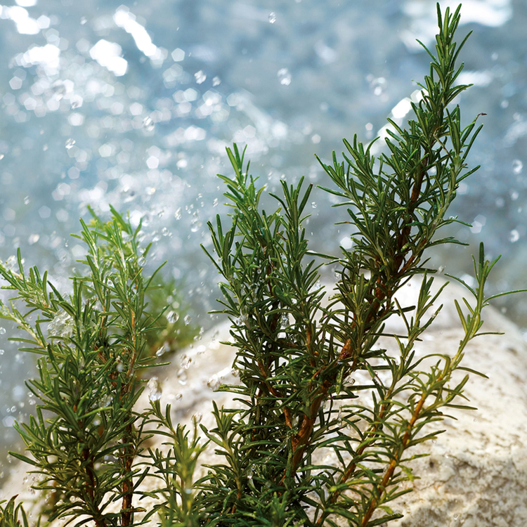 Light Blue Pour Homme Summer Vibes Perfume para hombre