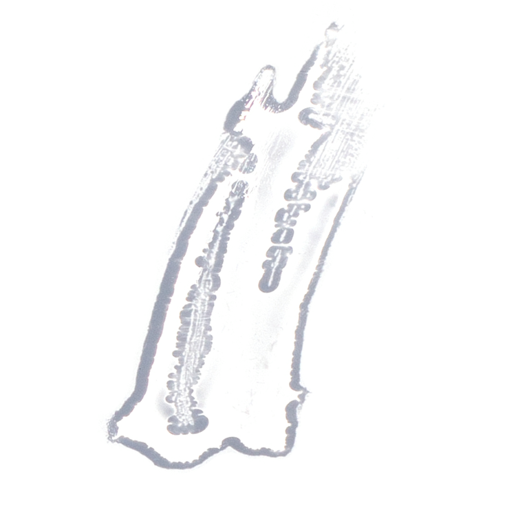 Mango Lip Honey - Lipgloss, da volumen y brillo los labios