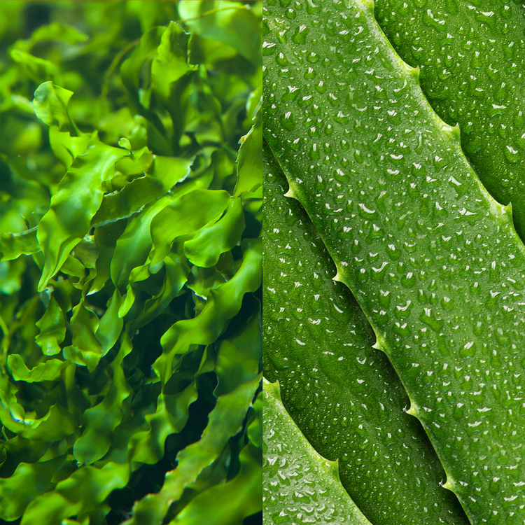 Seaweed Cleansing Loción limpiadora limpia los poros