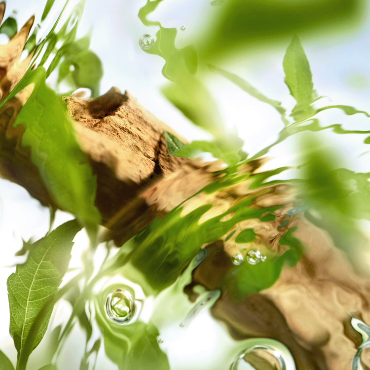 Les Ô Zenith - Eau de Toilette, fragancia floral