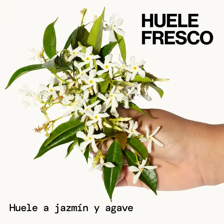 Jasmine Agave Strength + Shine Foaming - Shampoo. limpieza profunda