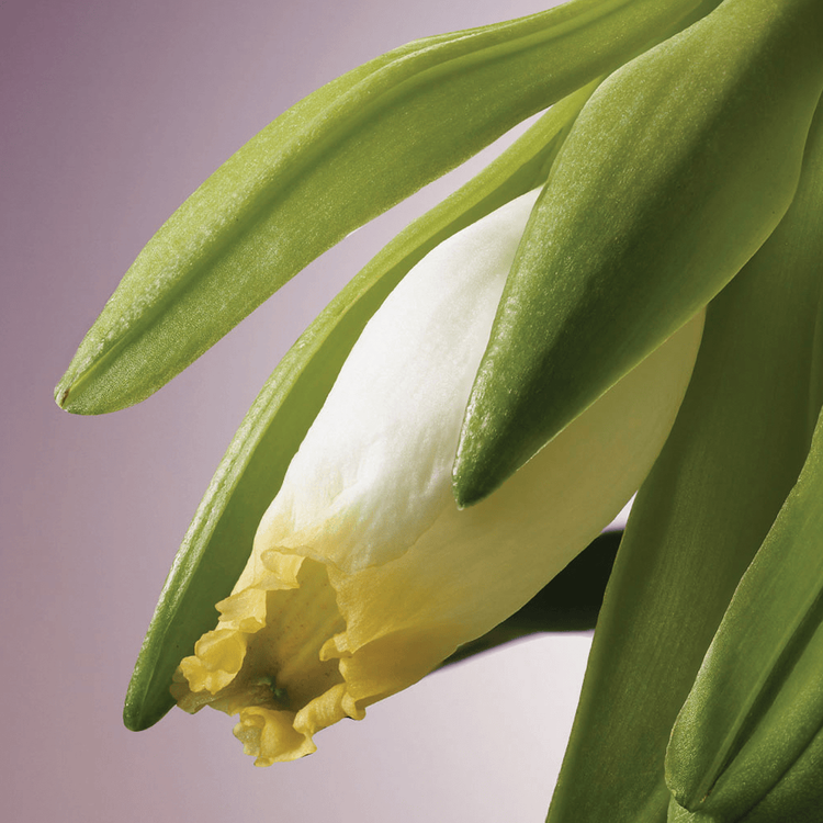 Invati Ultra Suero capilar evita la caída y engrosa el cabello