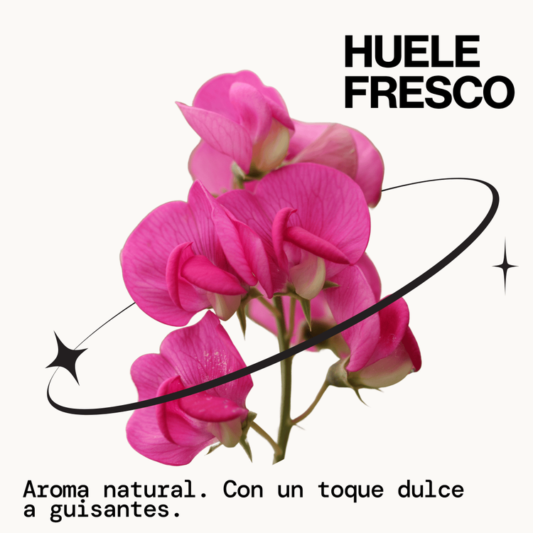 Best Day Ever Dry - Shampoo seco, voluminiza tu cabello