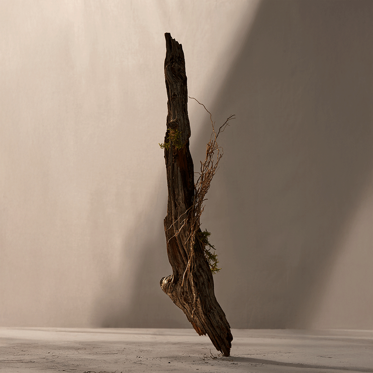 Vetiver Terra Eau de Parfum para hombre