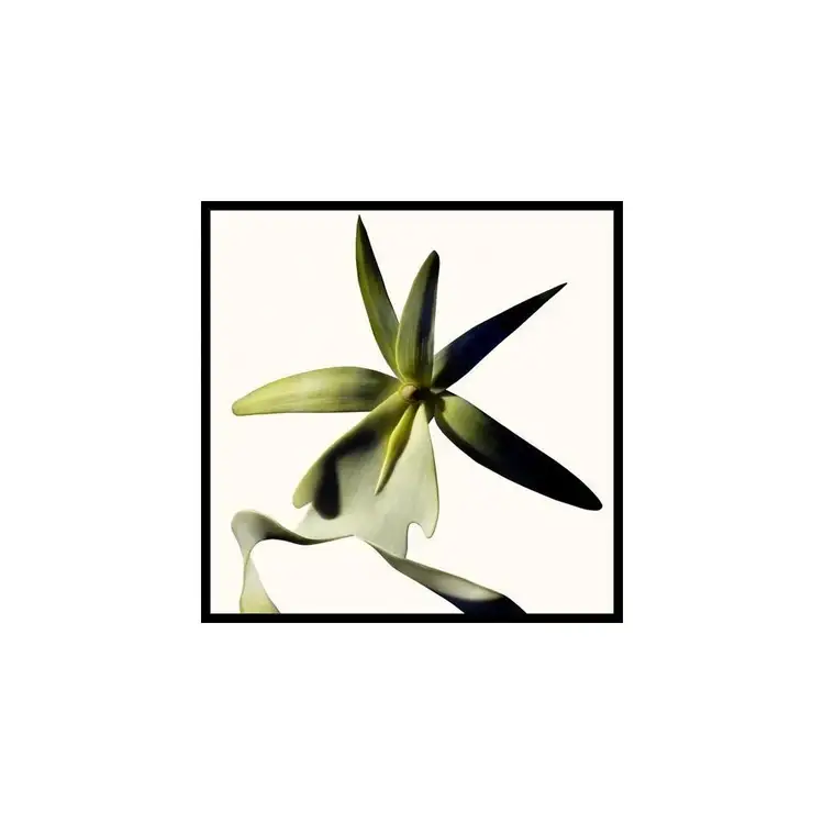 Black Orchid Reserve - Parfum, una fragancia lujosa y sensual con notas profundas y cálidas