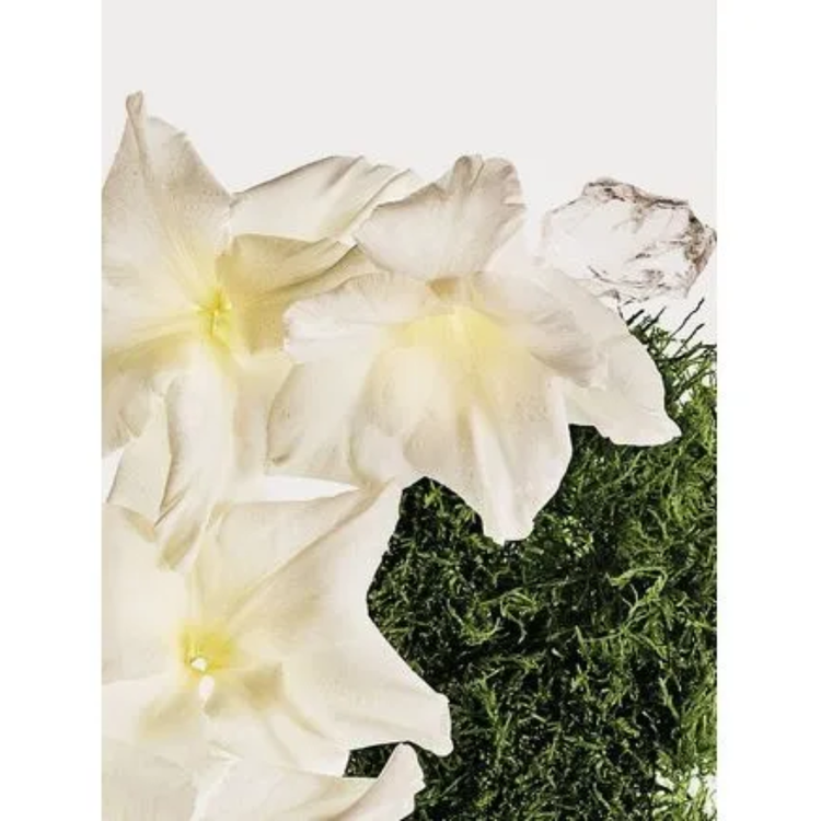 Cotton Musk - Body Mist, envuelve la piel con la suavidad del algodón y un toque moderno