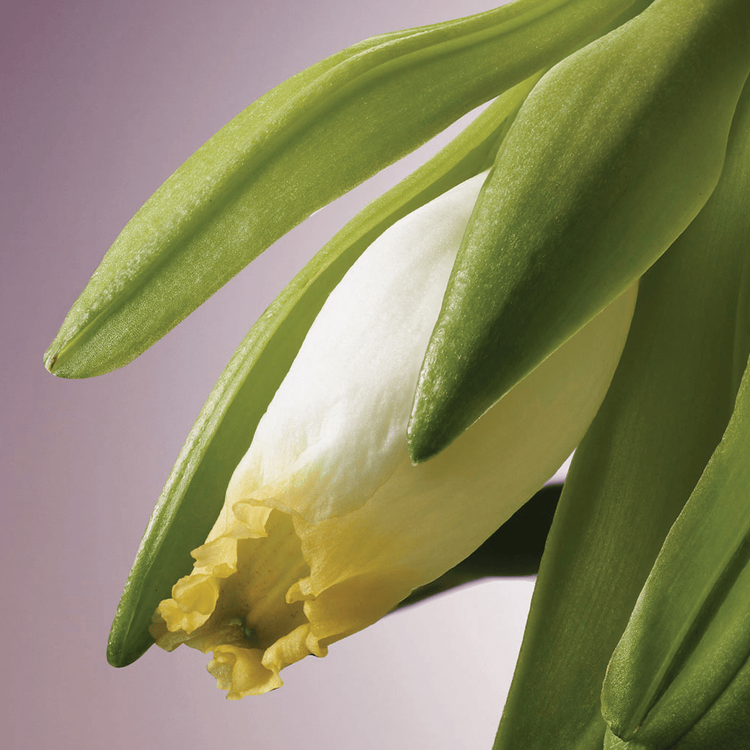 Invati Ultra Acondicionador capilar evita la caída y engrosa el cabello