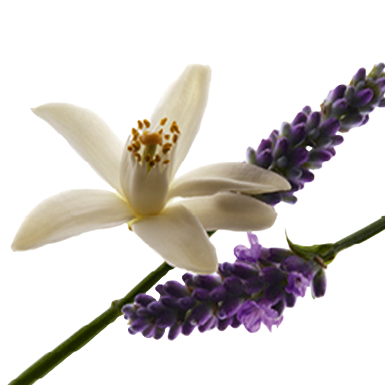 LIBRE - Eau de Parfum, para aquellos que viven bajo sus propias reglas