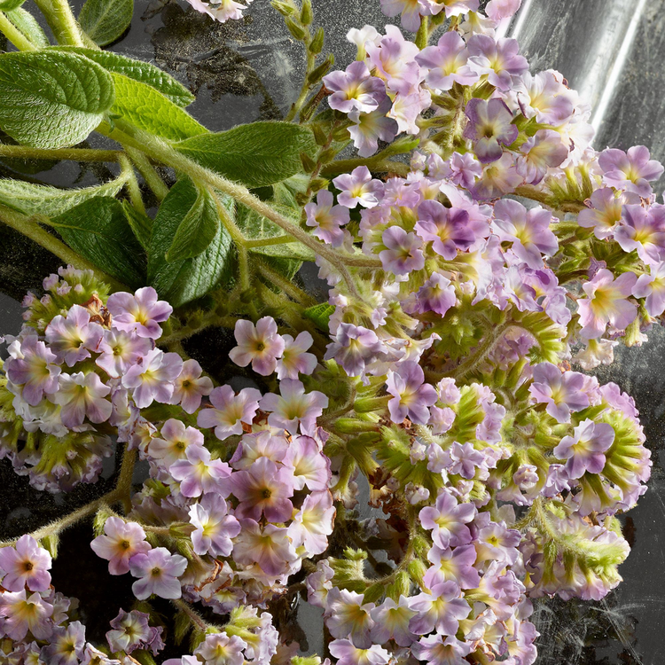 Q - Eau De Parfum, aroma frutal floral