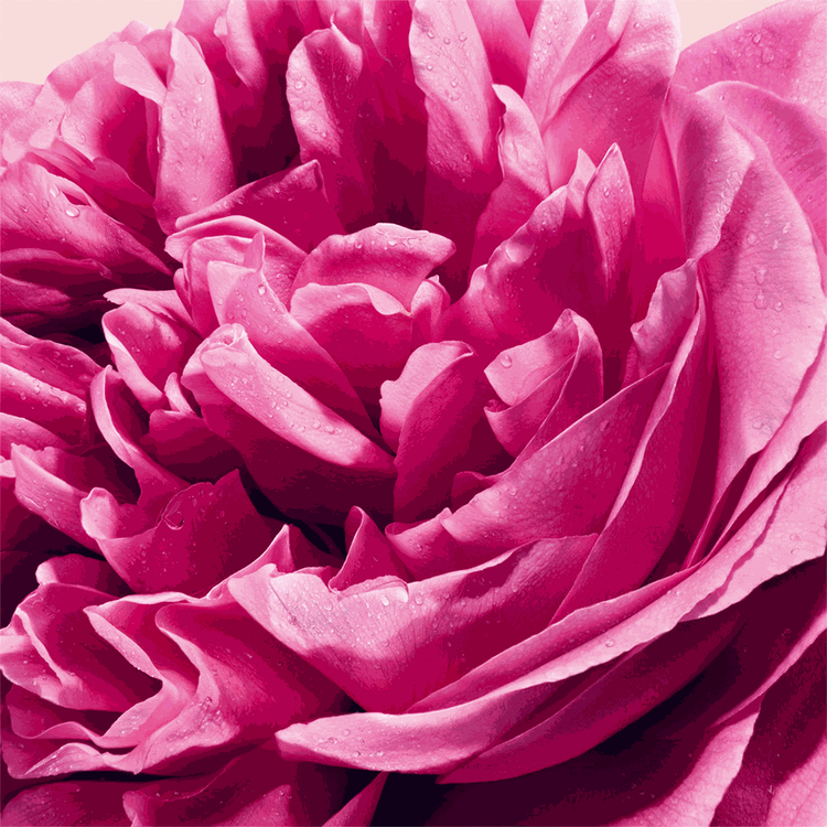 Flowerbomb - Eau de Parfum, un auténtico banquete para los sentidos 100 ml