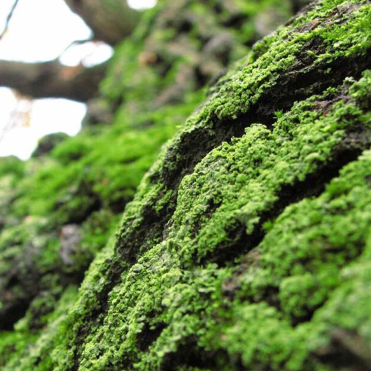 Legend Eau de Toilette 15 ML - Perfume para hombre, mezcla de bergamota y lavanda