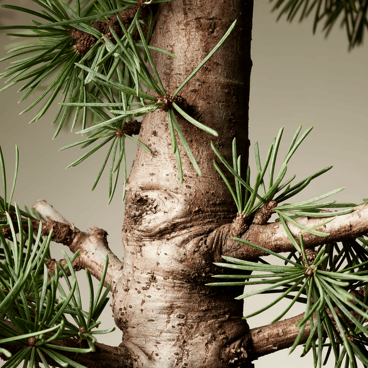 Blonde Revival Acondicionador neutraliza el color en rubios y platinados