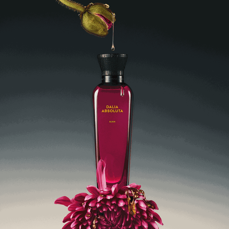Dalia Absoluta - Set de regalo, parfum 120 ml + 10 ml + loción corporal 75 ml