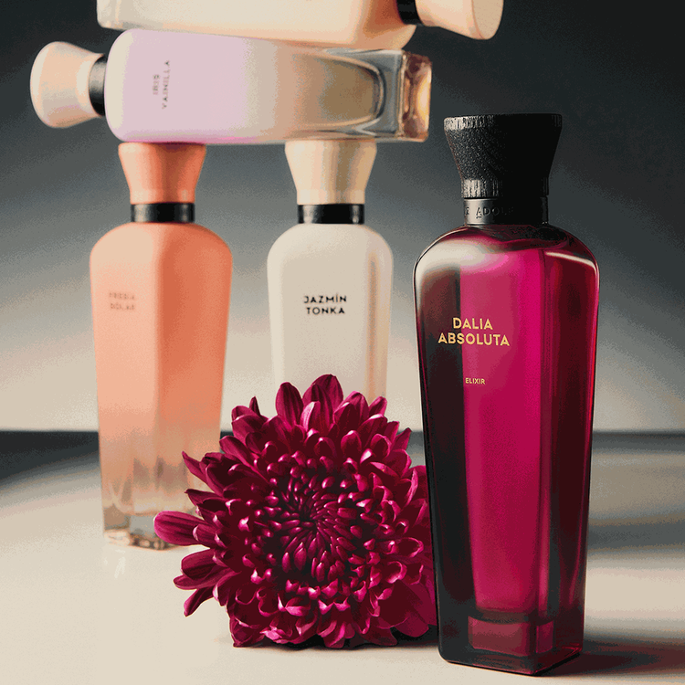 Dalia Absoluta - Set de regalo, parfum 120 ml + 10 ml + loción corporal 75 ml