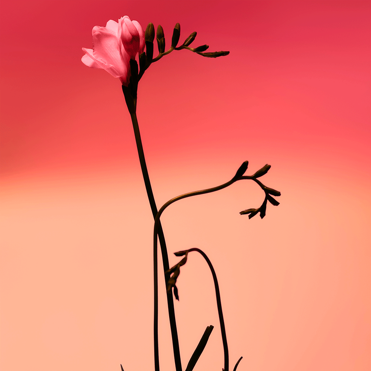 Fresia Solar Eau de Parfum para mujer