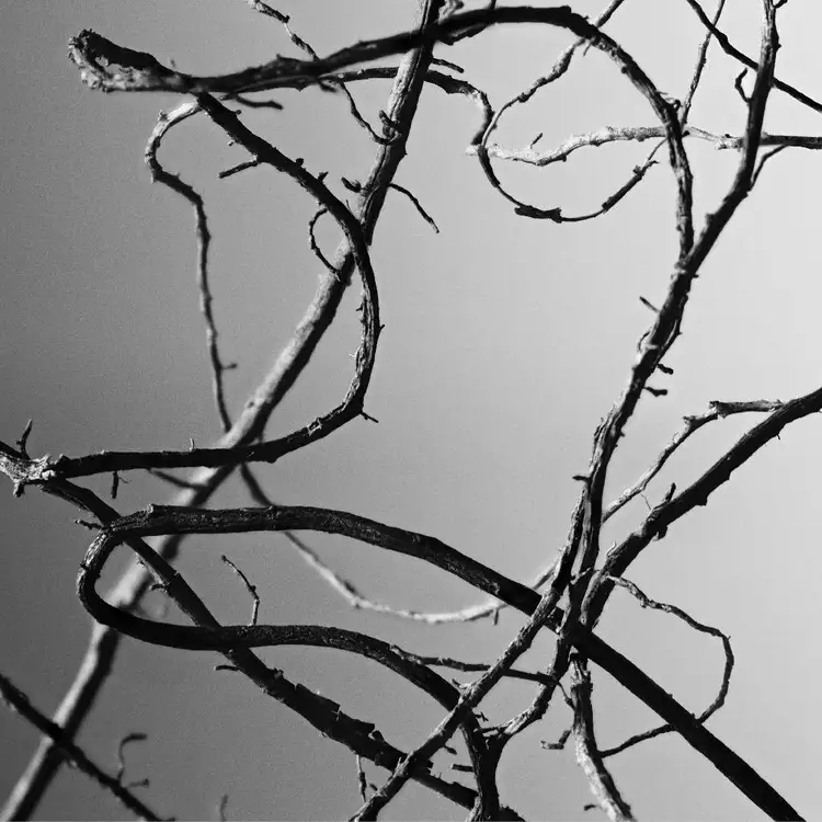 Eau de Grey Vetiver - Eau de Parfum, unisex